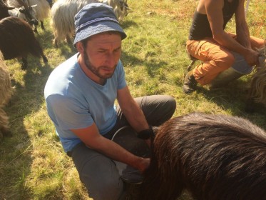 Alpe Varrone - mungitura capre